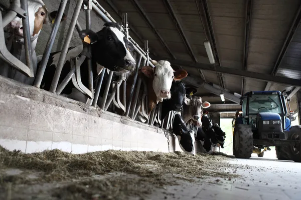 Exploração de vacas — Fotografia de Stock