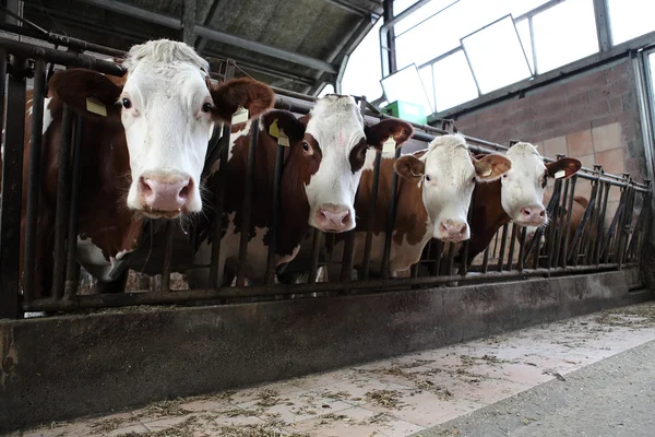 Koeien boerderij — Stockfoto