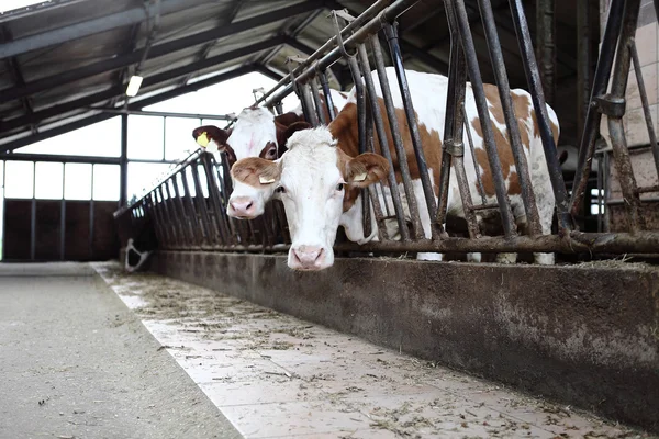 Koeien boerderij — Stockfoto