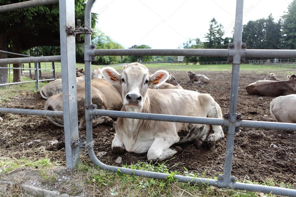 cows in field farm
