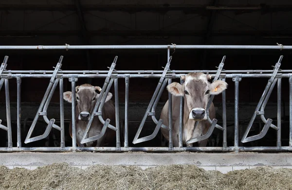 Koeien boerderij — Stockfoto