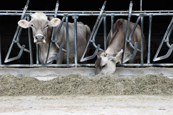 Krávy farma — Stock fotografie