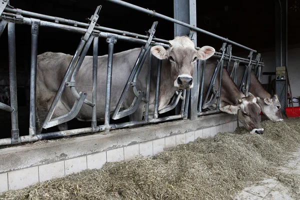 Exploração de vacas — Fotografia de Stock