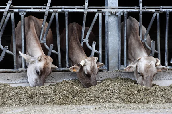 Koeien boerderij — Stockfoto