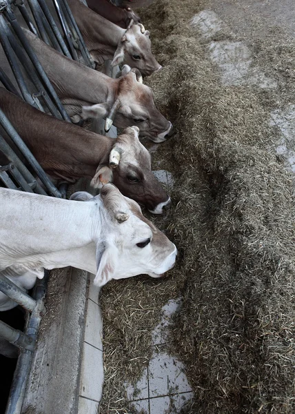 Cows farm — Stock Photo, Image