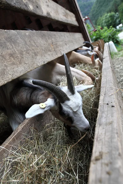 Kozy, jíst seno na farmě — Stock fotografie