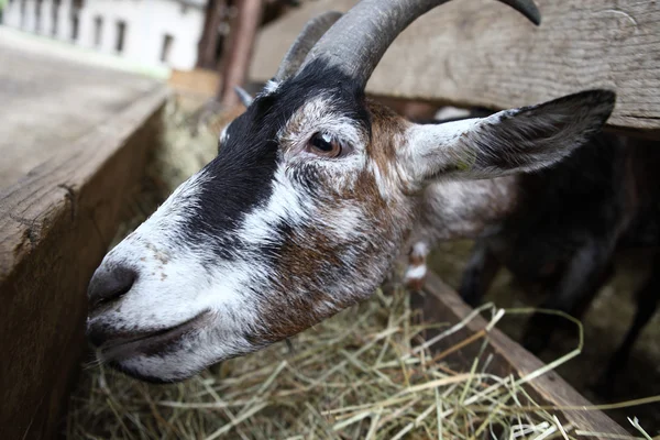 Jeść siano na farmie kóz — Zdjęcie stockowe