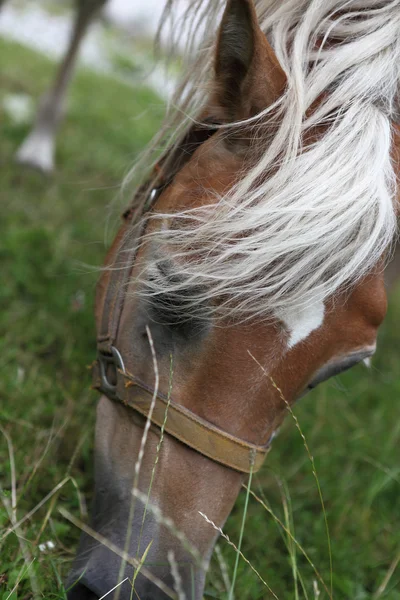 Horse head eating green grass — Stock Photo, Image