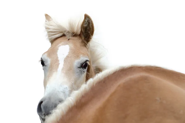 Horse head on a white background — Stock Photo, Image