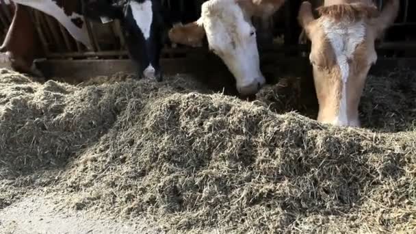 奶牛在这个农场上吃 — 图库视频影像