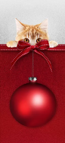 宠物店红色快乐圣诞礼券 内附生姜猫 彩带蝴蝶结和红色闪光背景的圣诞彩球 复制用于贺卡或购物标签或售价标签的空间布局 — 图库照片