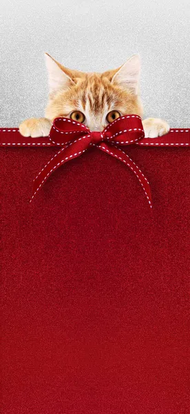 宠物店红色快乐圣诞礼券 内附生姜猫及彩带蝴蝶结 背景银光闪闪 可供购物用的贺卡或标签或售价用 — 图库照片