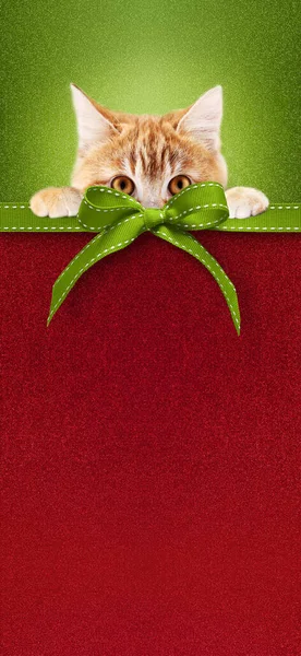 기사보기 동물가게 크리스마스 카드에 고양이와 리본이 배경에 — 스톡 사진