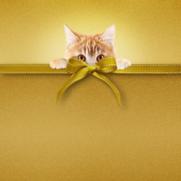 가게에서는 크리스마스 카드에 고양이와 리본을 황금빛 배경을 가지고 카드나 상표를 — 스톡 사진