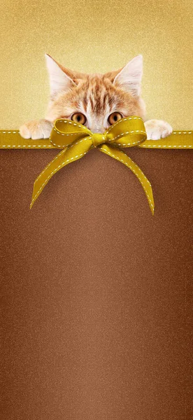 Tienda Mascotas Tarjeta Regalo Navidad Feliz Oro Con Gato Jengibre — Foto de Stock