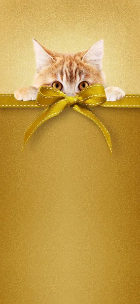 宠物店圣诞快乐礼品卡配金黄色闪光背景的生姜猫和彩带蝴蝶结 复制用于贺卡或购物标签或售价标签的空间布局 — 图库照片