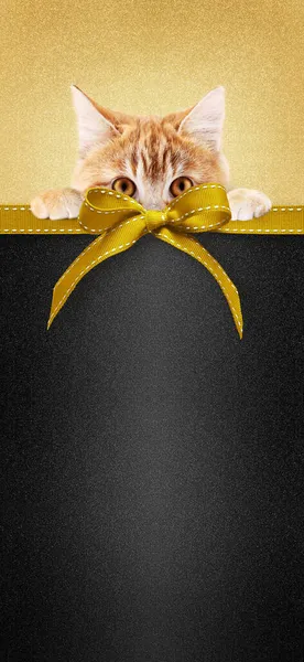 Pet Shop Golden Merry Christmas Gift Card Ginger Cat Ribbon — Stock Photo, Image