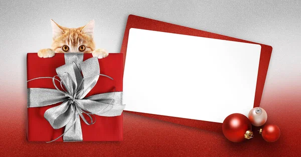 Animalerie Joyeux Noël Carte Cadeau Avec Chat Roux Paquet Boîte — Photo
