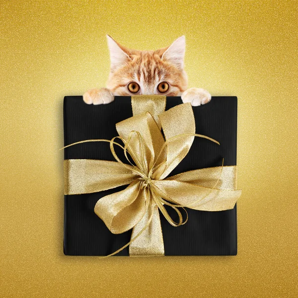 Tienda Mascotas Feliz Tarjeta Regalo Navidad Con Gato Jengibre Paquete — Foto de Stock