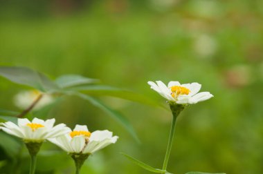Yaygın zinya, tropikal iklimlerde yetişmesi kolay çiçeklerden biridir. Doğal renkli çiçekler.