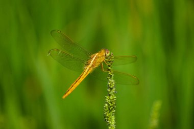 Pirinç tarlalarındaki güzel yusufçuk çiftçilere zarar vermeyen tek bir böcek türü.