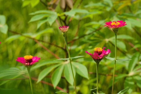Vanlig Zinnia Blommor Som Att Odla Tropiska Klimat Naturligt Färgglada — Stockfoto