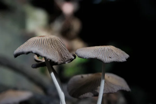 木のキノコ 家の周りの倒木の幹に雨の季節に通常住んでいる植物 — ストック写真