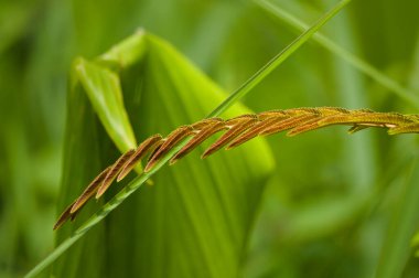Leafe Parkia speciosa, Fabaceae familyasından bir bitki türü olan Parkia familyasından bir bitki türü..
