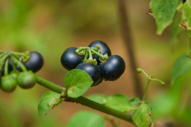 Solanum melanocerasum ya da Huckleberry, çeşitli doğal özellikleri olan çeşitli hastalıkları tedavi eden tıbbi bitkilerden biri.