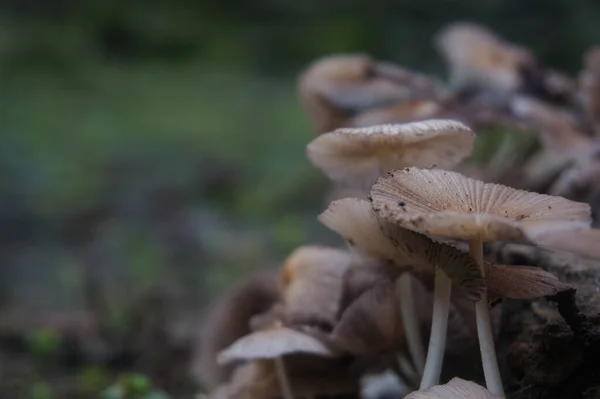 Wood Mushroom Plant Usually Lives Rainy Season Fallen Tree Trunks — Stock Photo, Image