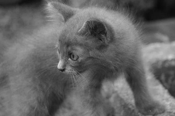 Kitten with soft gray fur, looks cute and adorable