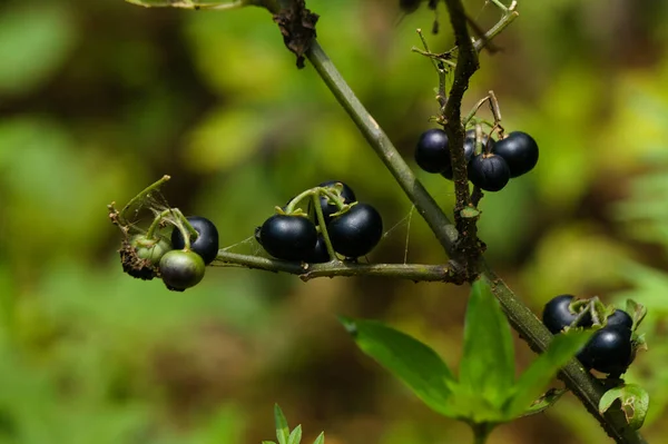 Solanum Melanocerasum Lub Huckleberry Jedna Roślin Leczniczych Różnych Naturalnych Właściwościach — Zdjęcie stockowe