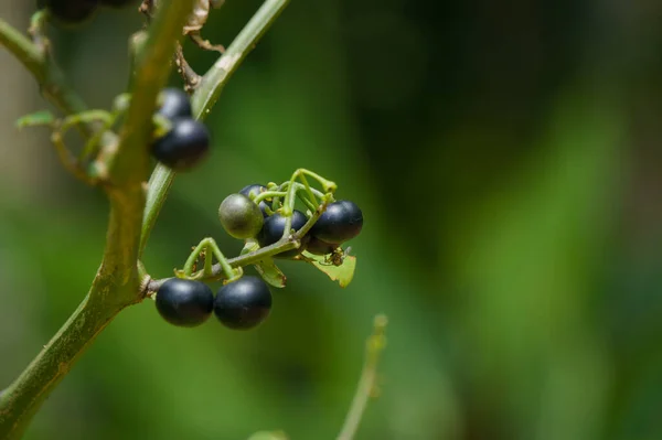 질병을 수있는 천연물 약초중 솔라눔 흑색종 Melanum Melanocerasum 허클베리 — 스톡 사진