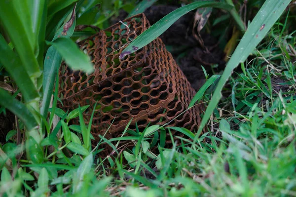 田んぼのネズミの罠 定期的な害虫管理は 収穫期の農民の損失を減らすことができます — ストック写真