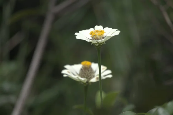 Zinnia Común Una Las Flores Que Fácil Cultivar Climas Tropicales —  Fotos de Stock