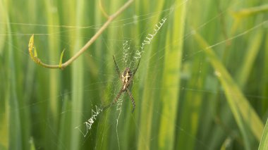 Örümcek çeltik tarlalarının arasında bir tuzak kuruyor.