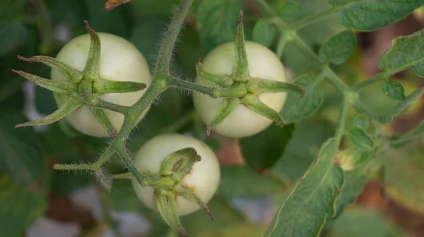 Hortalizas Tomate Plantación Del Agricultor Entrando Temporada Cosecha Una Las —  Fotos de Stock