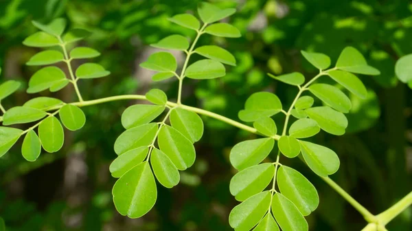 Moringa Daun Salah Satu Tanaman Dengan Sifat Yang Mampu Menyembuhkan — Stok Foto