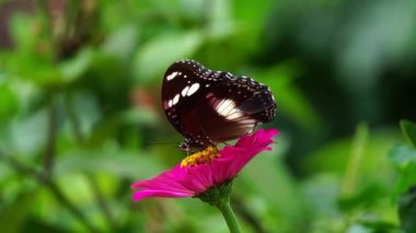 A butterfly is sucking honey on a flower petal.