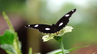 A butterfly is sucking honey on a flower petal.