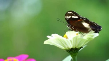 A butterfly is sucking honey on a flower petal.