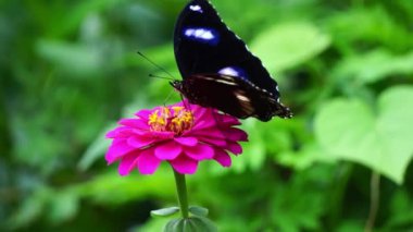 A butterfly is sucking honey on a flower petal.