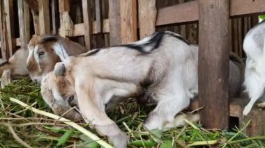 Several goats in the pen are eating grass. Natural fattening process without additional feed. The process takes longer but saves resources