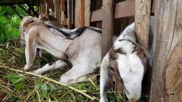 Several Goats Pen Eating Grass Natural Fattening Process Additional Feed — Stock videók
