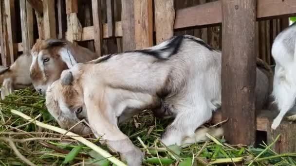 Several Goats Pen Eating Grass Natural Fattening Process Additional Feed — Stockvideo