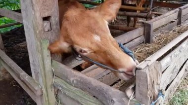 Cows with traditional methods of natural feeding, namely grass. Few feed resources even though cattle growth is also slow