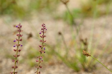 Bulanık arka planı olan yabani bitkiler, duvar kâğıdı veya grafik kaynak olarak kullanılmak için uygundur, tırnak içinde alıntılar ve diğerleri