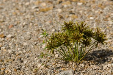 Bulanık arka planı olan yabani bitkiler, duvar kâğıdı veya grafik kaynak olarak kullanılmak için uygundur, tırnak içinde alıntılar ve diğerleri
