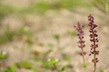 Bulanık arka planı olan yabani bitkiler, duvar kâğıdı veya grafik kaynak olarak kullanılmak için uygundur, tırnak içinde alıntılar ve diğerleri