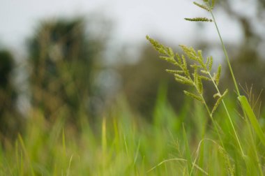Bulanık arka planı olan yabani bitkiler, duvar kâğıdı veya grafik kaynak olarak kullanılmak için uygundur, tırnak içinde alıntılar ve diğerleri
